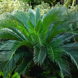 Palmier Cycas - 275 cm, livrat in ghiveci cu diametru de 65cm si 50cm inaltime