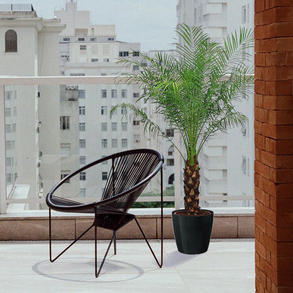 Palmier Curmal Pitic de apartament (Phoenix Roebelenii)