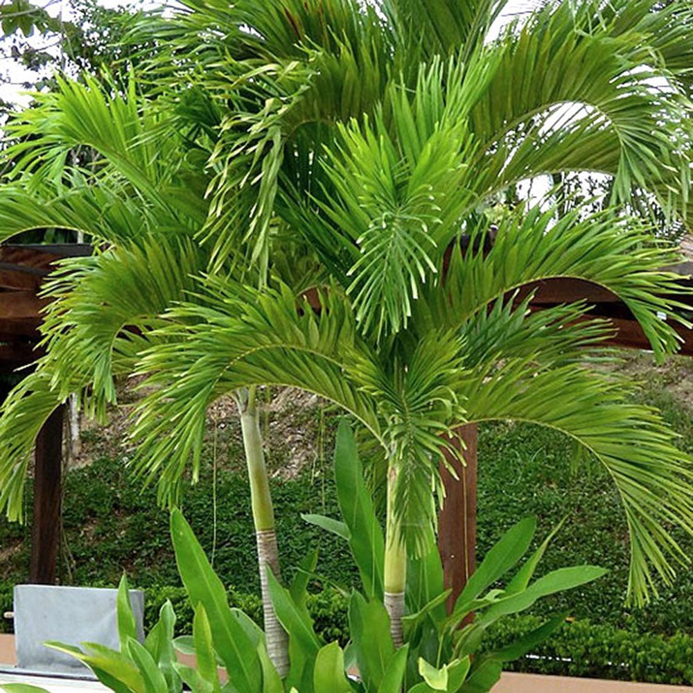 Palmier de Craciun Veitchia (Adonidia) Merrillii - 200/240 cm