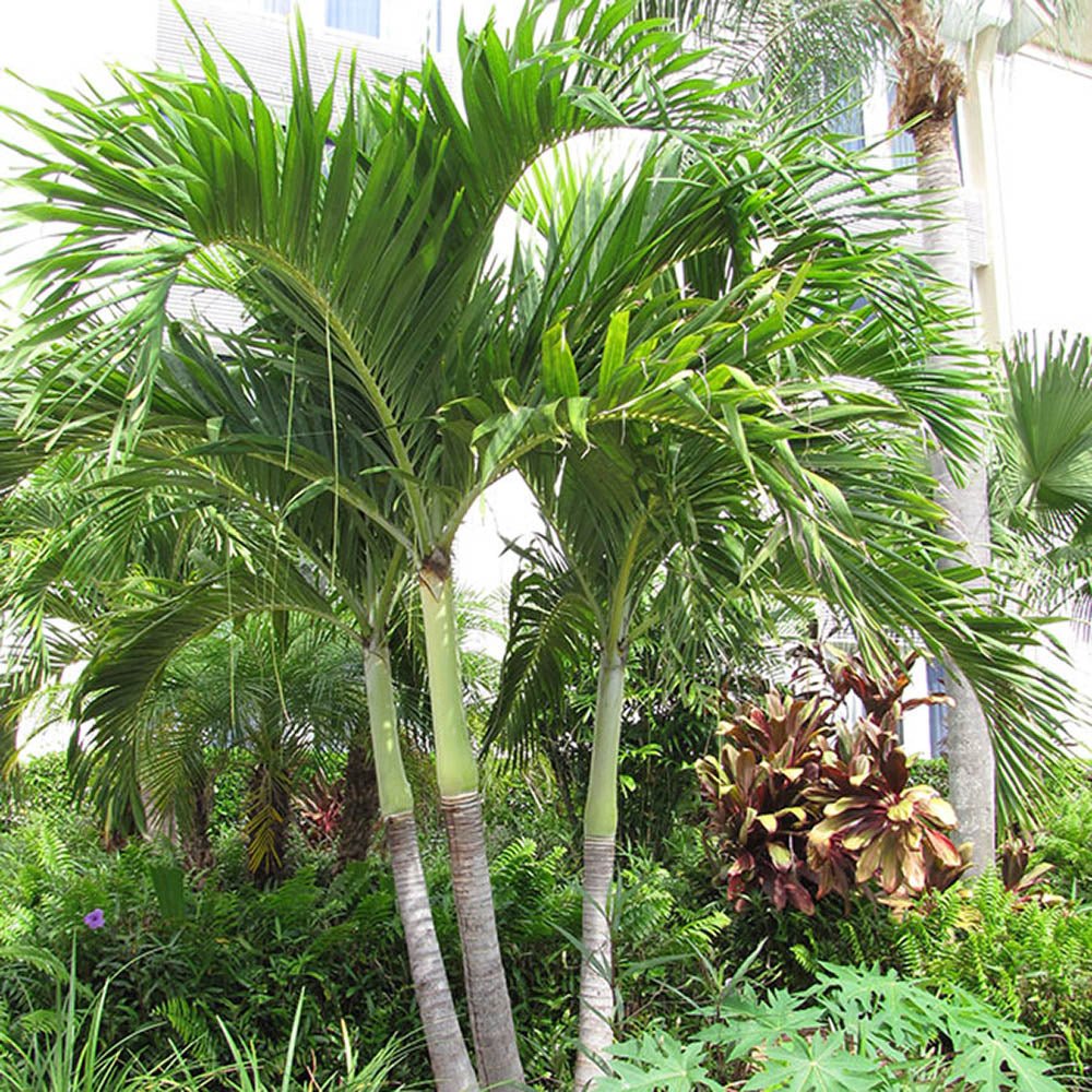 Palmier de Craciun Veitchia (Adonidia) Merrillii - 200/240 cm