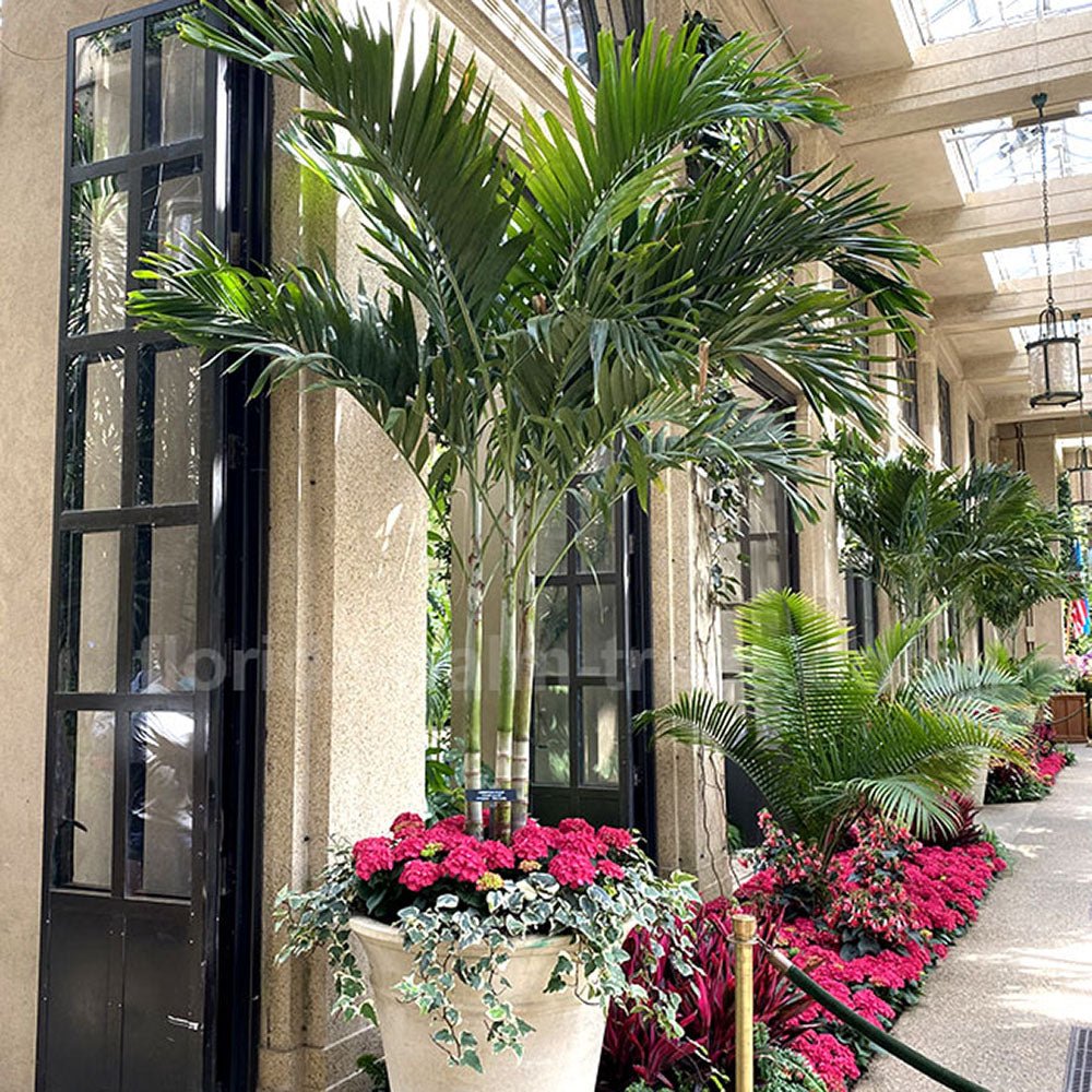 Palmier de Craciun Veitchia (Adonidia) Merrillii - 200/240 cm