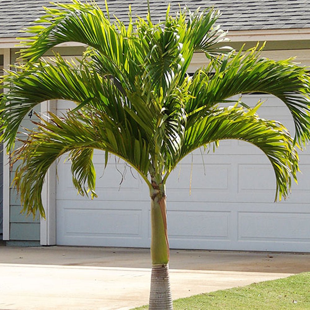 Palmier de Craciun Veitchia (Adonidia) Merrillii - 200/240 cm