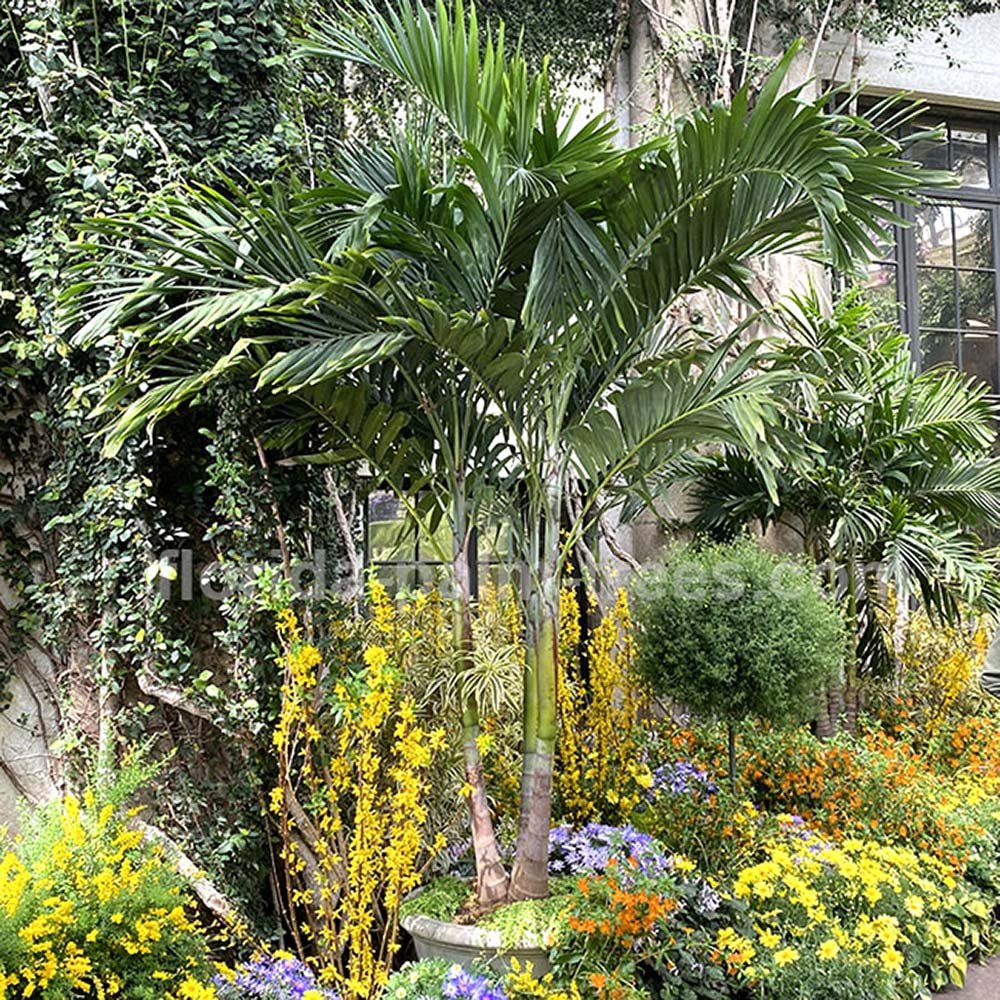 Palmier de Craciun Veitchia (Adonidia) Merrillii - 200/240 cm