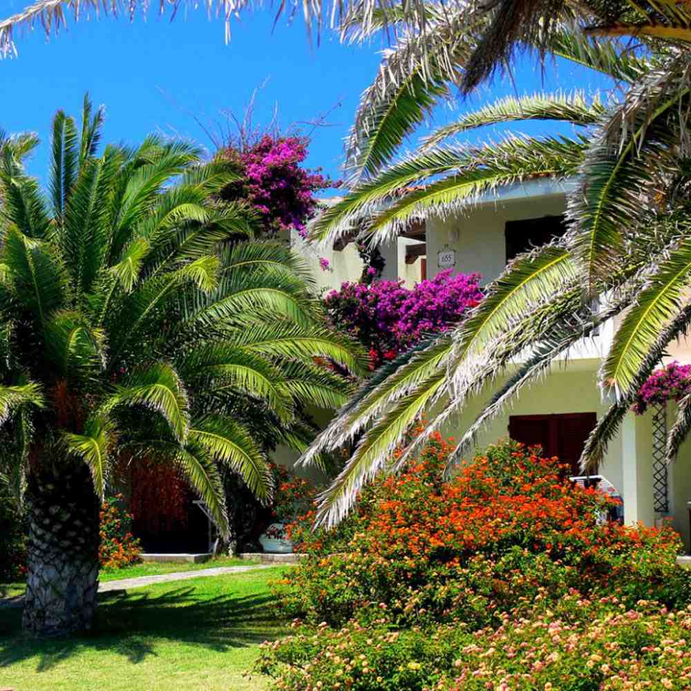 Palmier de Vin (Jubaea Chilensis)