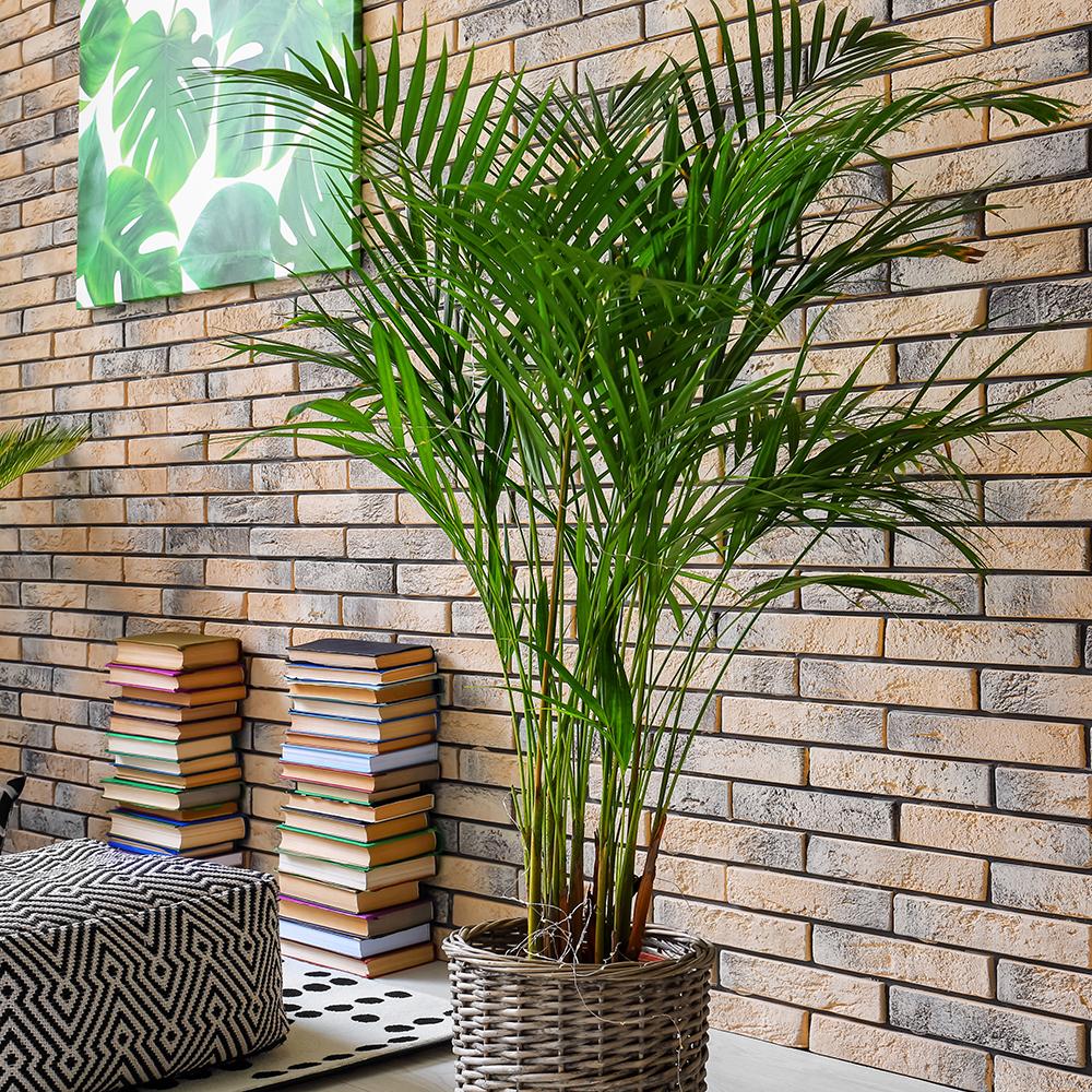 Palmier Dypsis (Areca) Lutescens - 250 cm