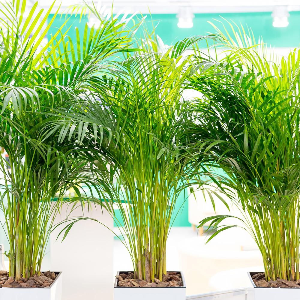 Palmier Dypsis (Areca) Lutescens - 250 cm