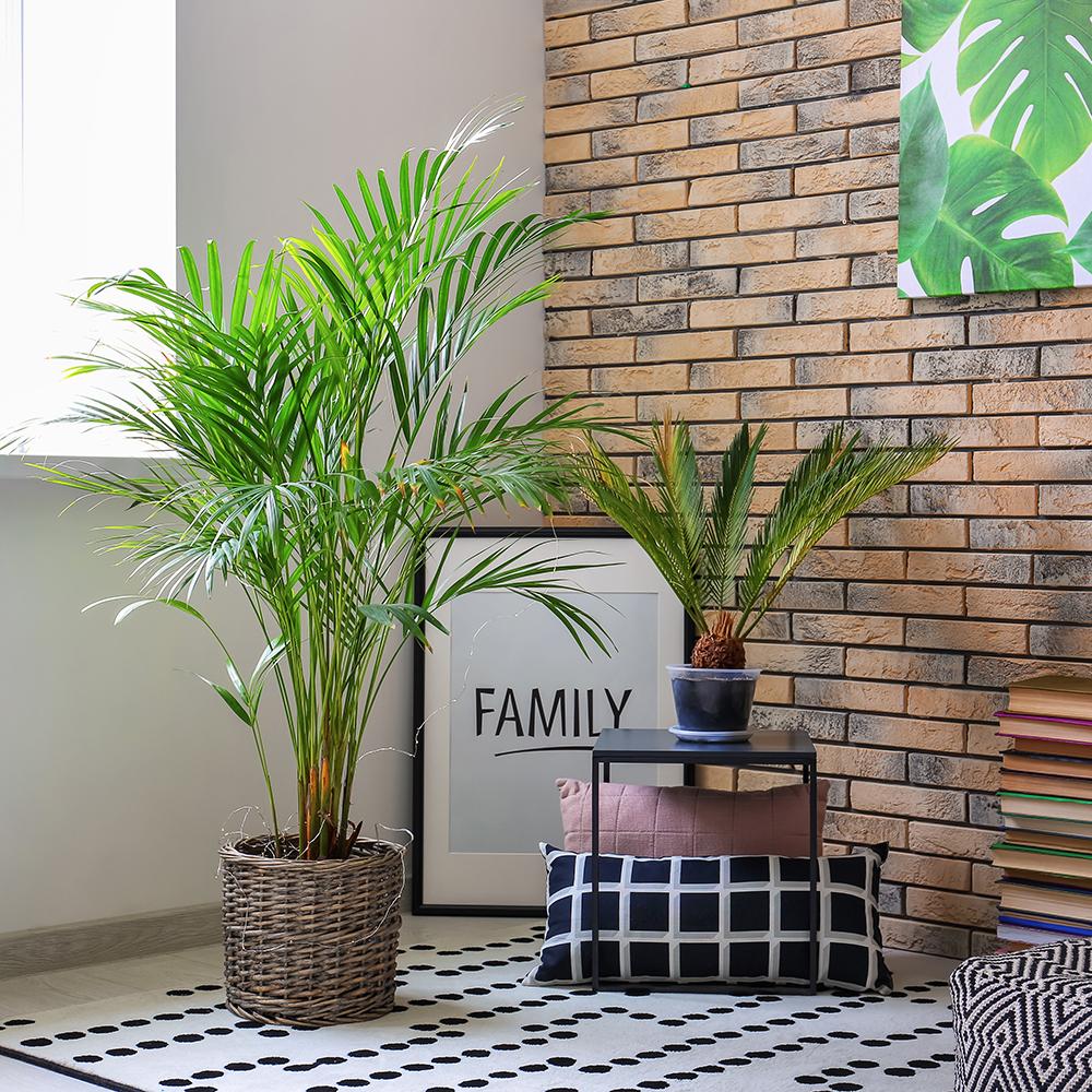 Palmier Dypsis (Areca) Lutescens - 250 cm