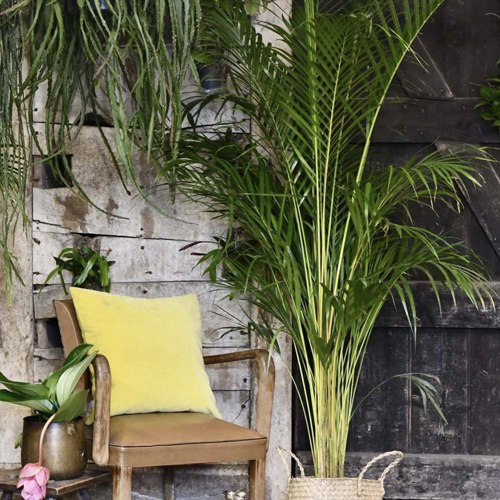 Palmier Dypsis (Areca) Lutescens - 65 cm