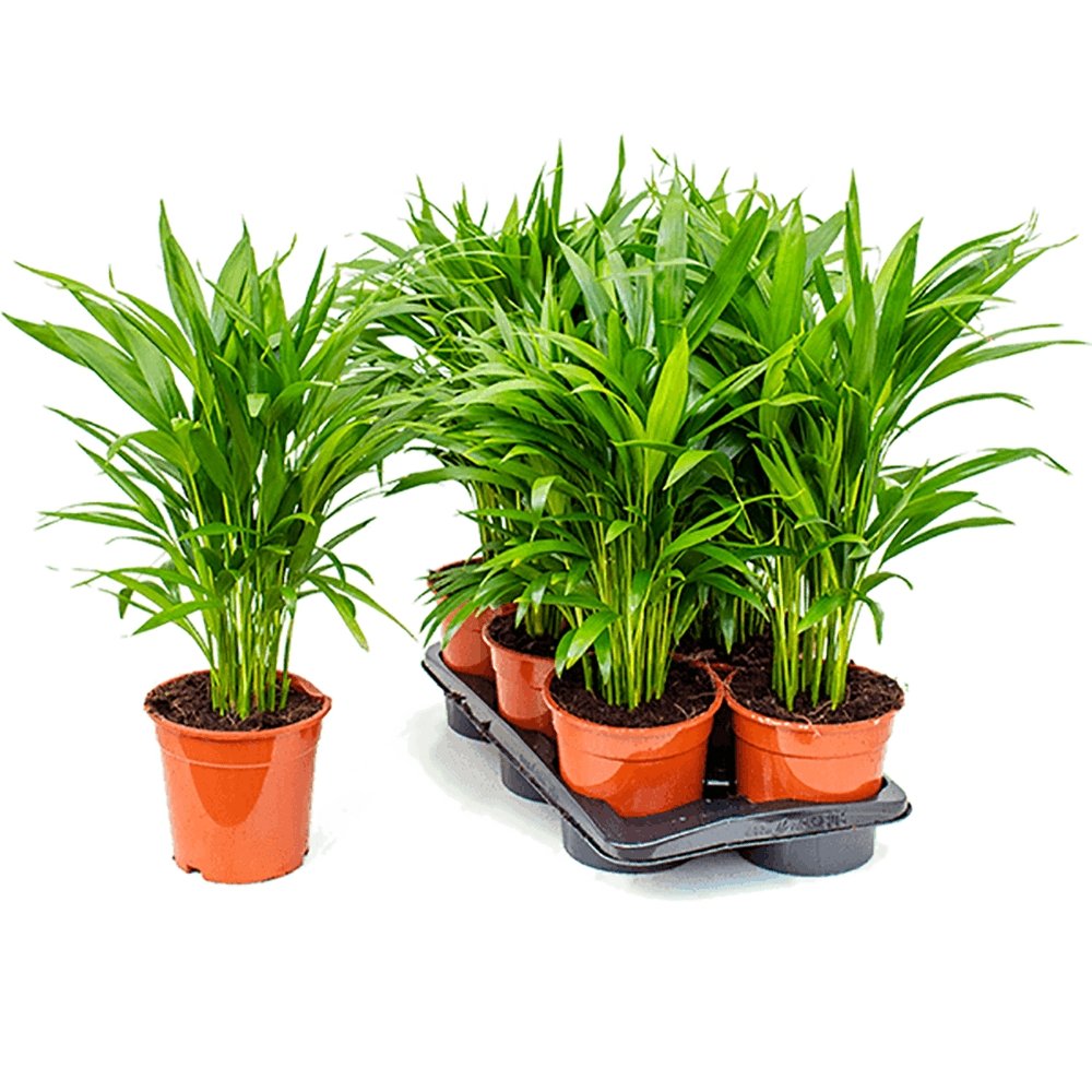 Palmier Dypsis (Areca) Lutescens - 65 cm