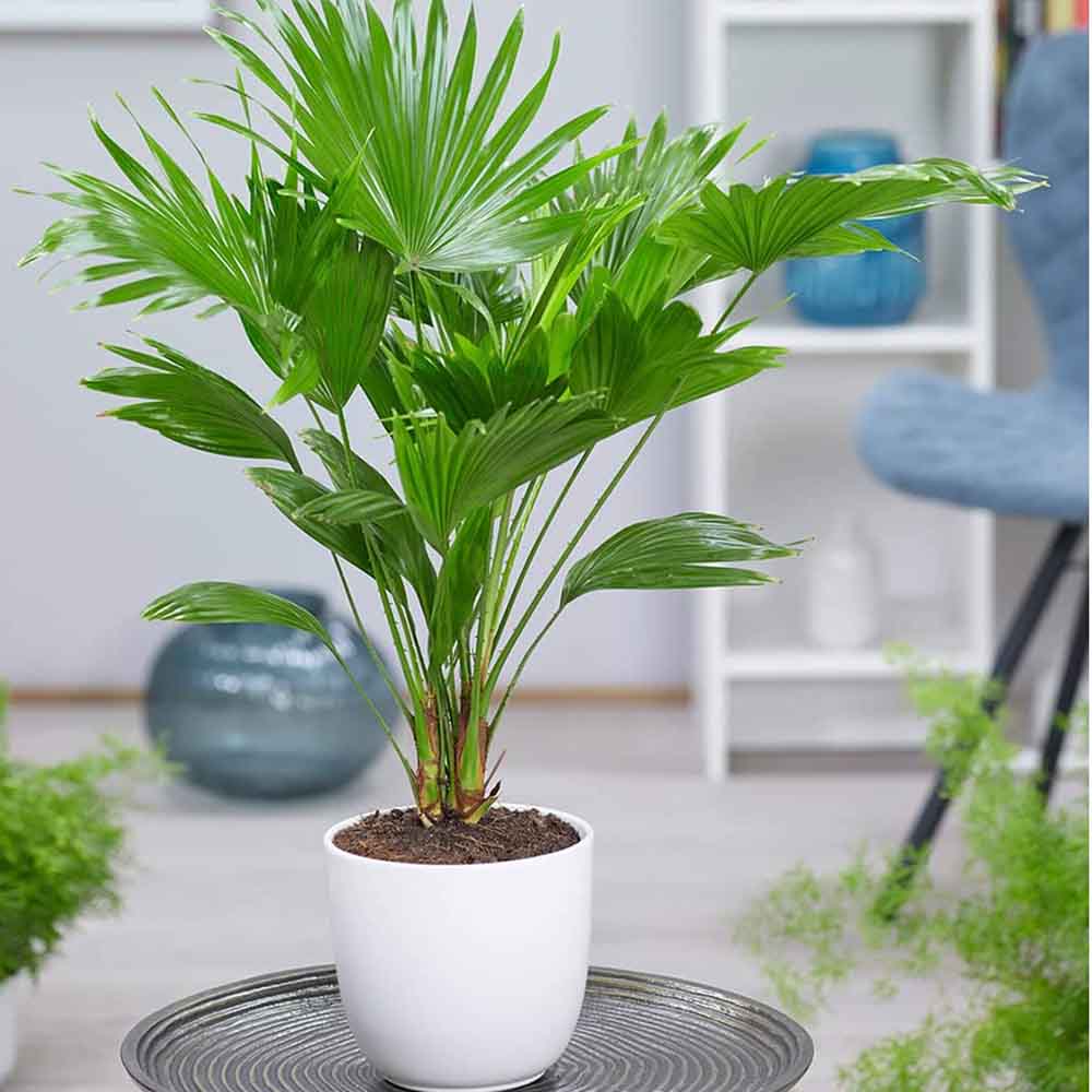 Palmier Fantana (Livistona Rotundifolia) - 90 cm