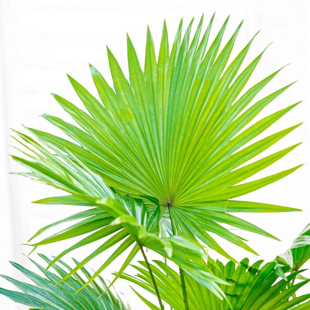 Palmier Fantana (Livistona Rotundifolia) - 90 cm