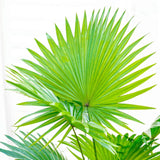 Palmier Fantana (Livistona Rotundifolia) - 100 cm - VERDENA-100 cm inaltime, livrat in ghiveci de 4.5 l
