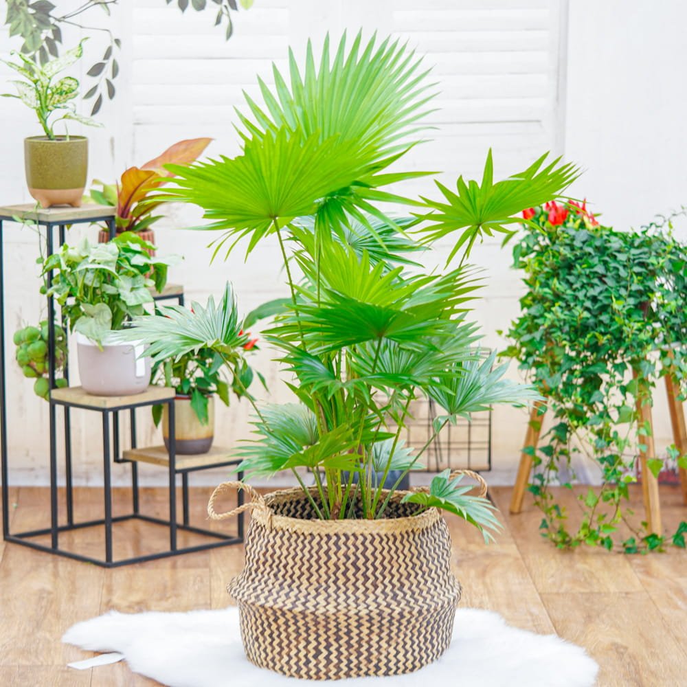 Palmier Fantana (Livistona Rotundifolia) - 90 cm