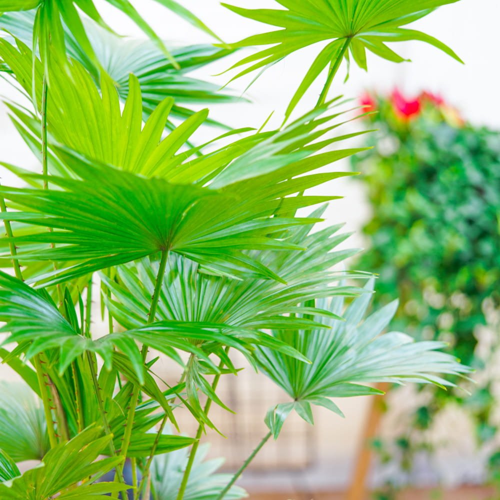Palmier Fantana (Livistona Rotundifolia) - 90 cm