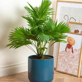 Palmier Fantana (Livistona Rotundifolia) - 100 cm - VERDENA-90-100 cm inaltime, livrat in ghiveci de 4 l