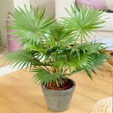 Palmier Fantana (Livistona Rotundifolia) - 100 cm - VERDENA-90-100 cm inaltime, livrat in ghiveci de 4 l