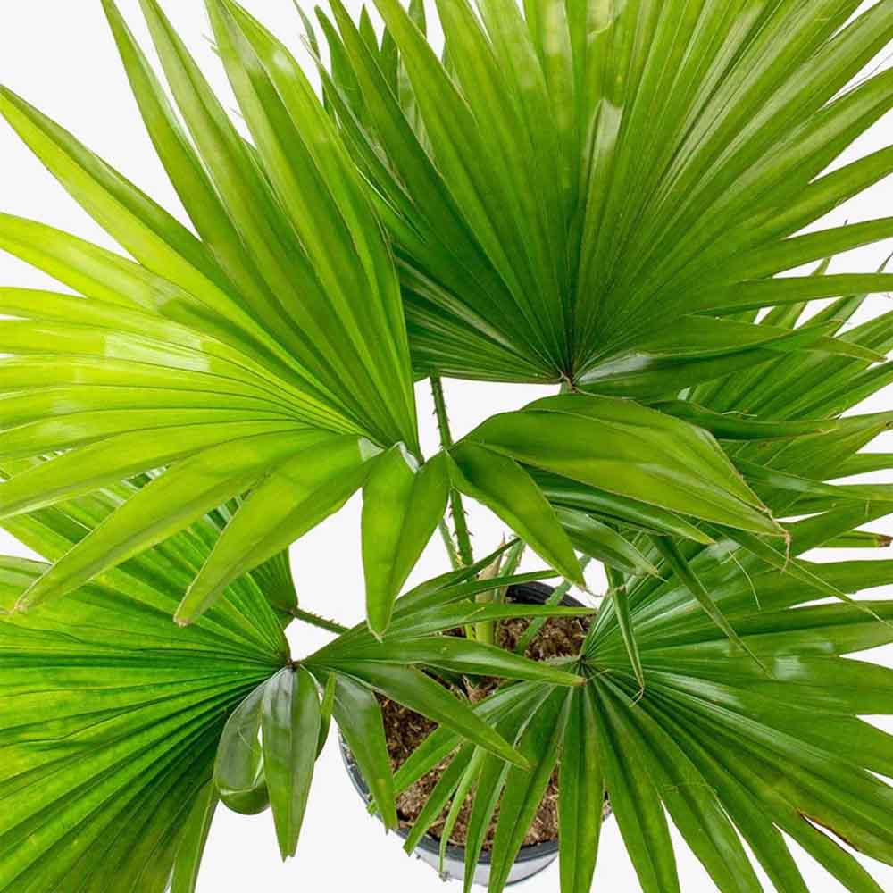 Palmier Fantana (Livistona Rotundifolia) - 35 cm