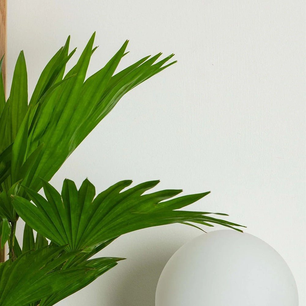 Palmier Fantana (Livistona Rotundifolia) - 35 cm