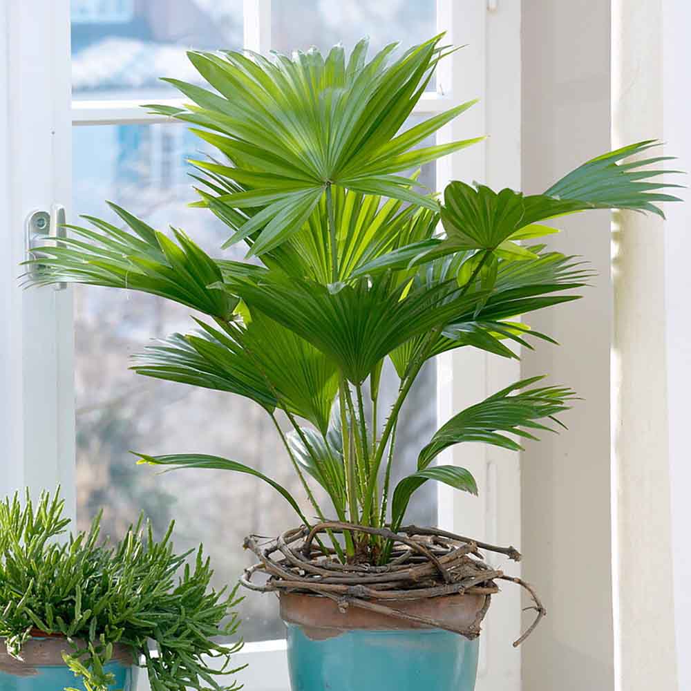 Palmier Fantana (Livistona Rotundifolia) - 35 cm