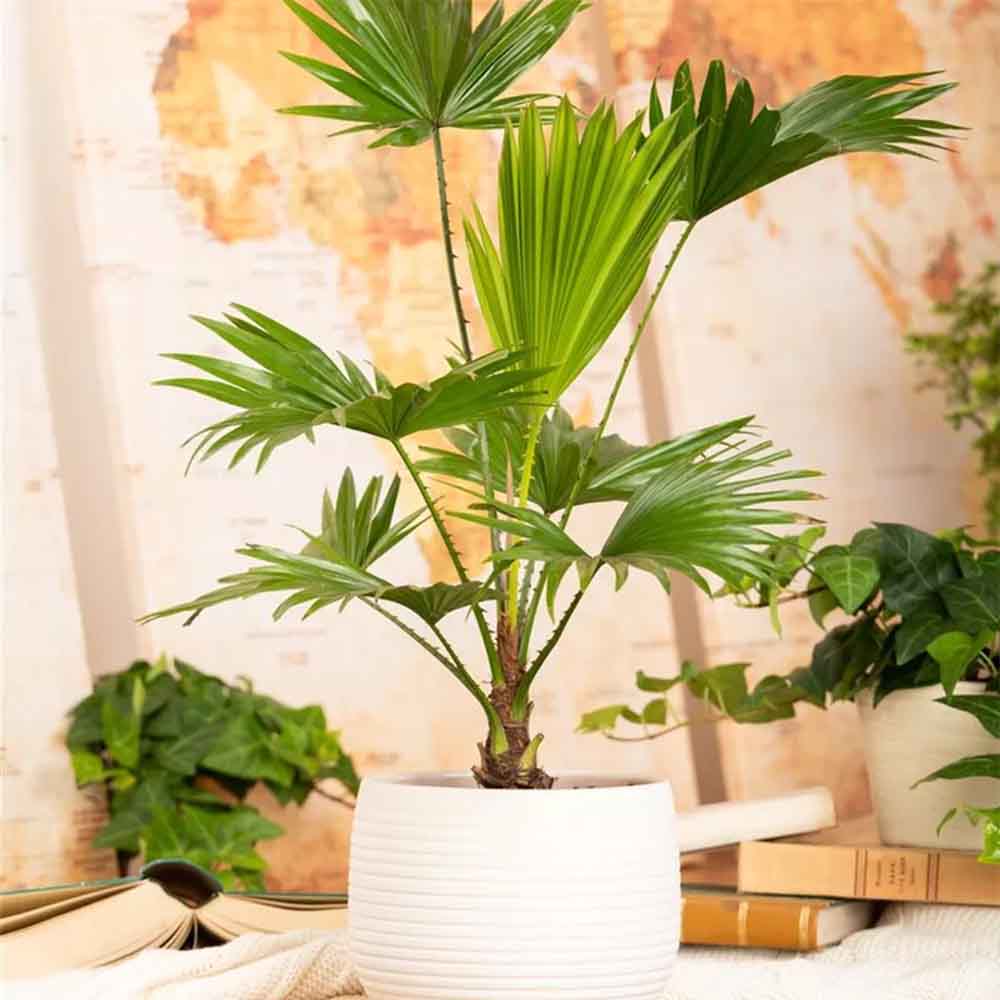 Palmier Fantana (Livistona Rotundifolia) - 45-50 cm