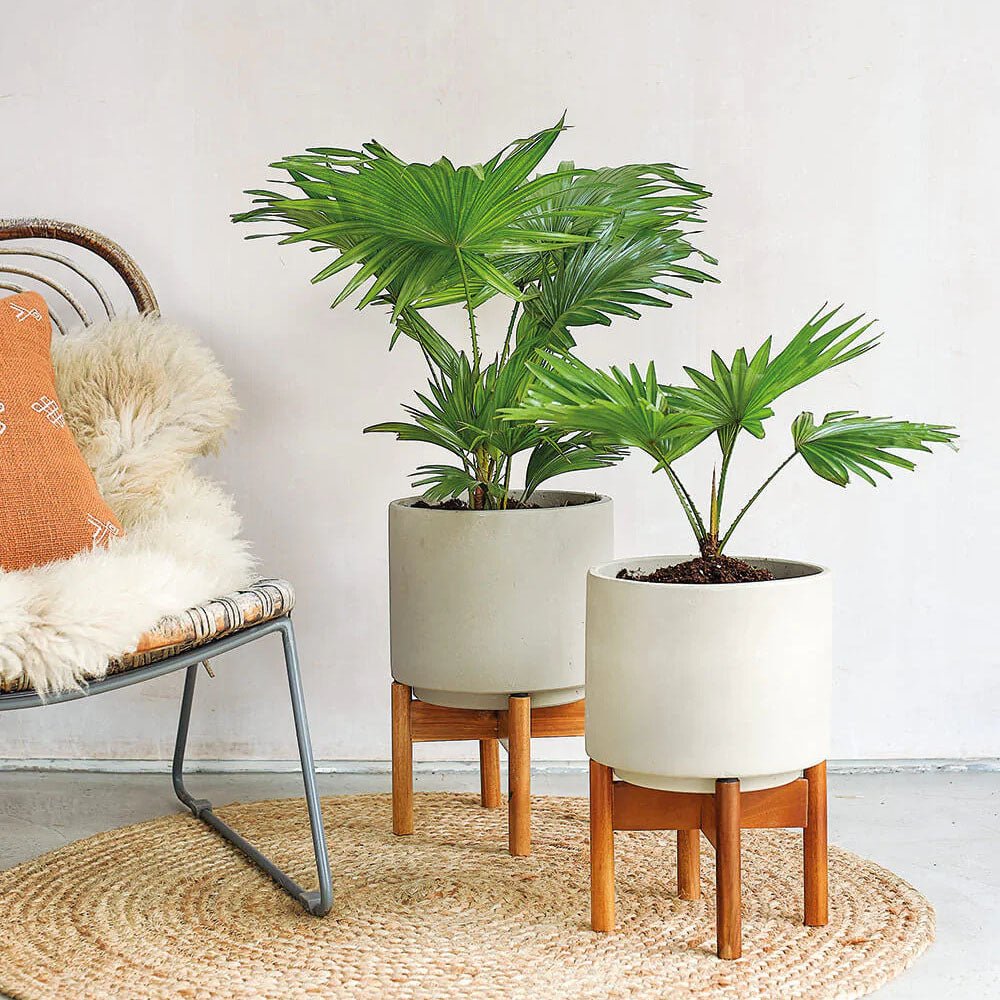 Palmier Fantana (Livistona Rotundifolia) - 45-50 cm