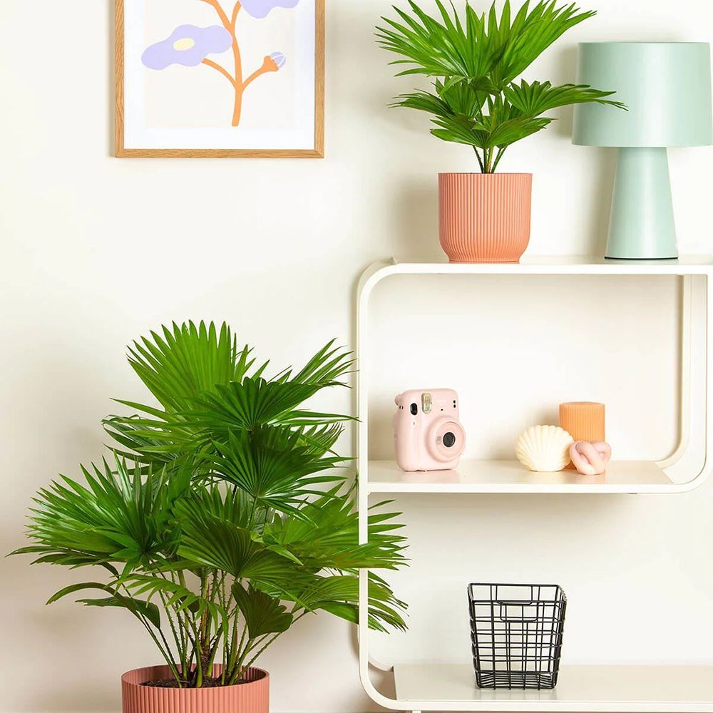 Palmier Fantana (Livistona Rotundifolia) - 70 cm