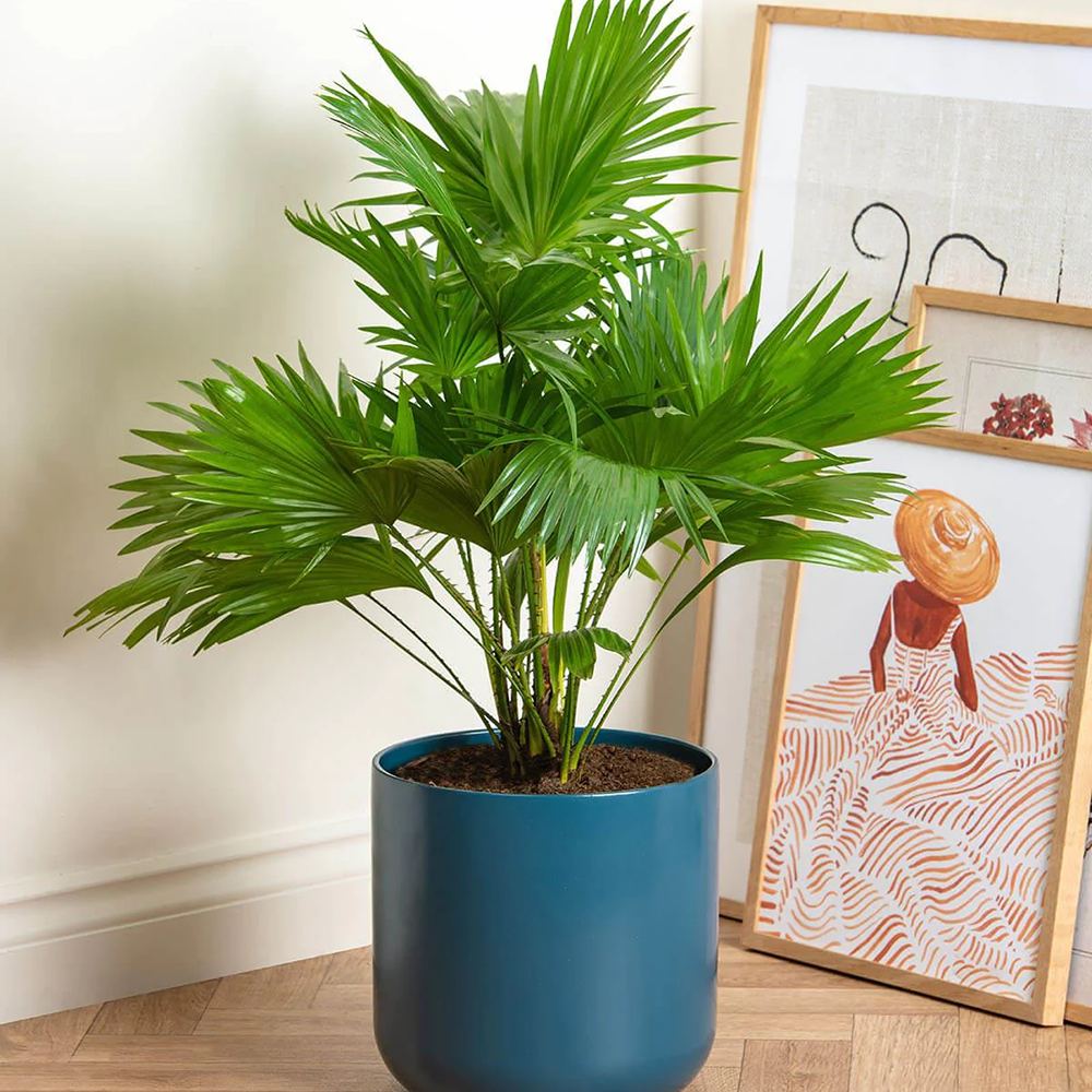 Palmier Fantana (Livistona Rotundifolia) - 70 cm