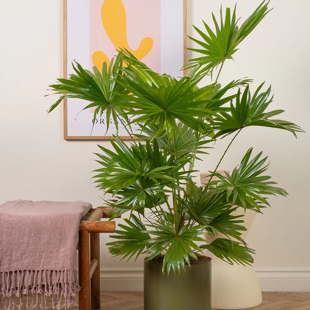 Palmier Fantana (Livistona Rotundifolia) - 70-75 cm