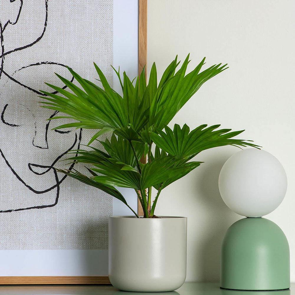 Palmier Fantana (Livistona Rotundifolia) - 70-75 cm