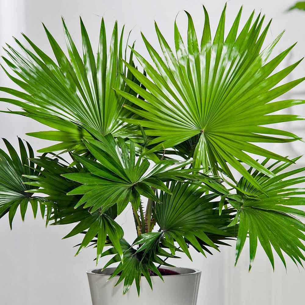 Palmier Fantana (Livistona Rotundifolia) - 70-75 cm