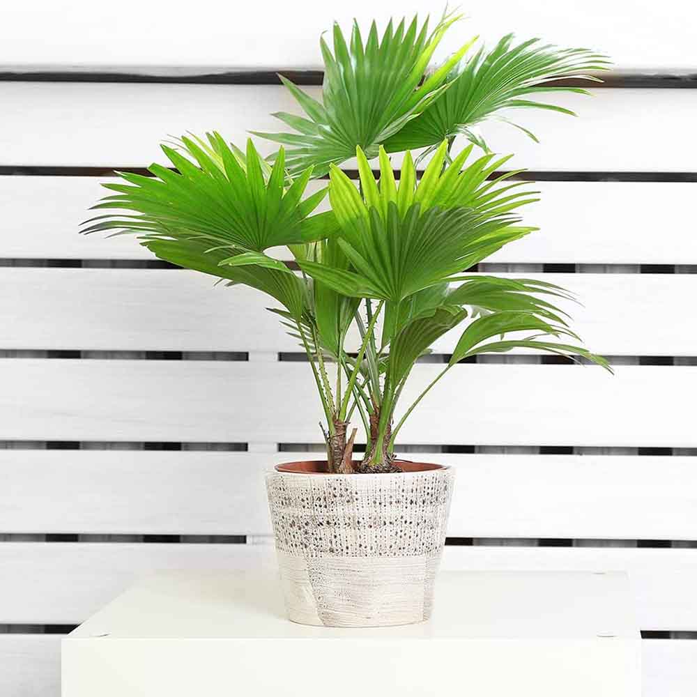 Palmier Fantana (Livistona Rotundifolia) - 70-75 cm