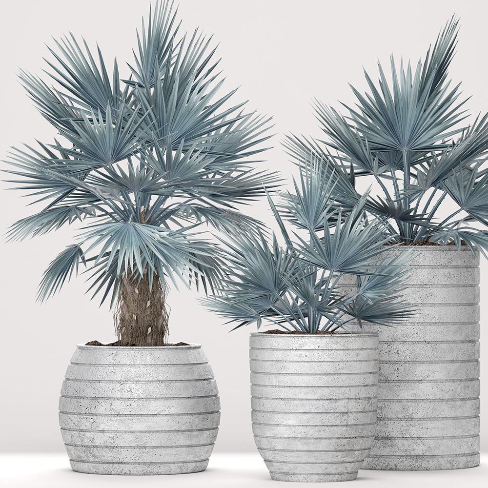 Palmier Gri Bismarckia - 325 cm