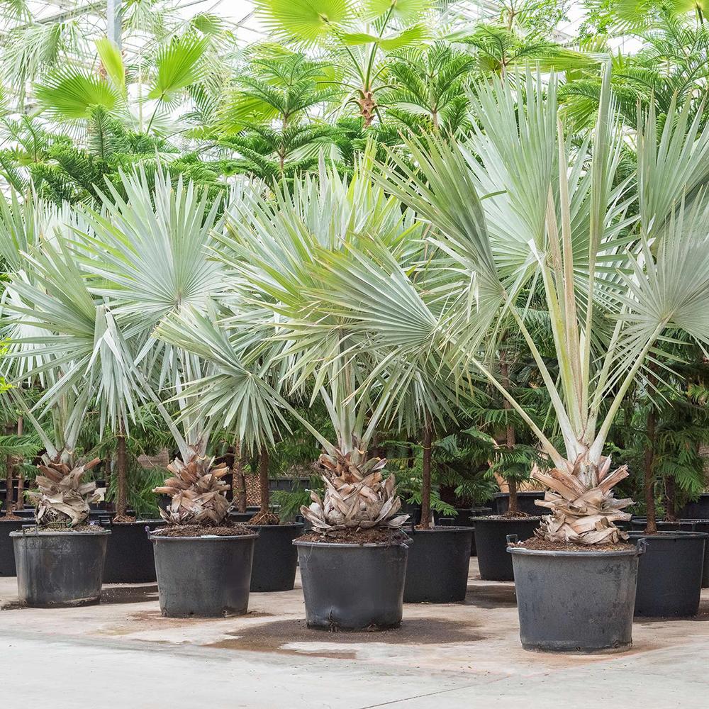 Palmier Gri Bismarckia - 325 cm