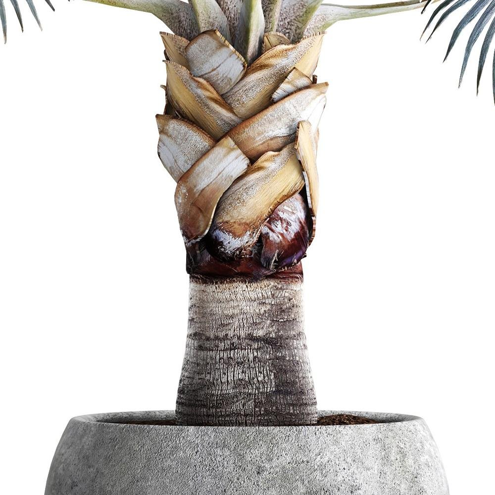 Palmier Gri Bismarckia - 325 cm