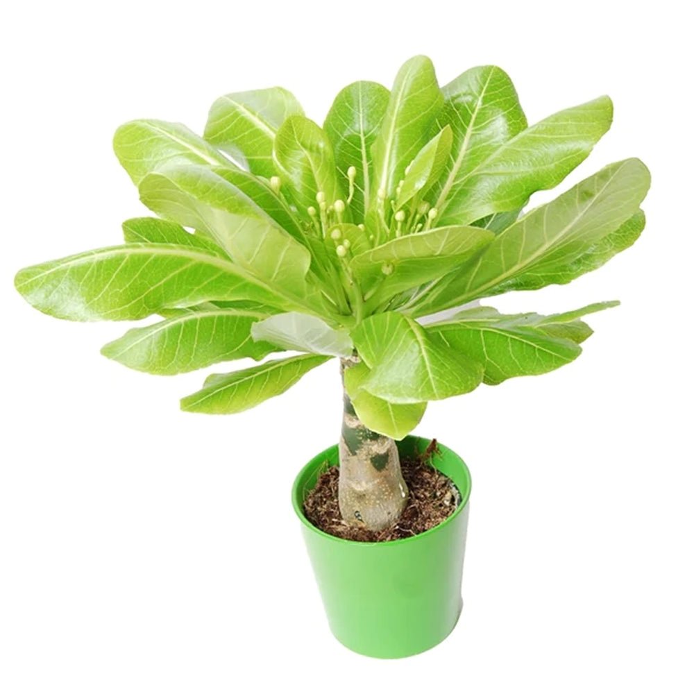 Palmier Hawaiian Brighamia Insignis - 40 cm
