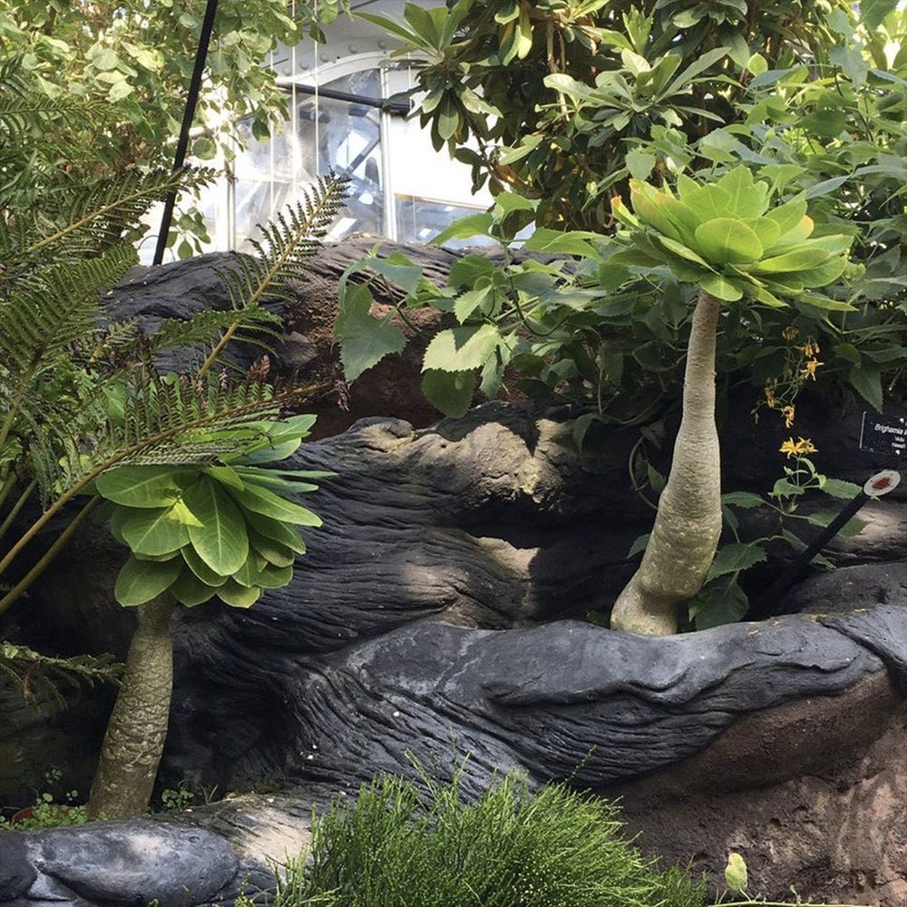 Palmier Hawaiian Brighamia Insignis - 40 cm