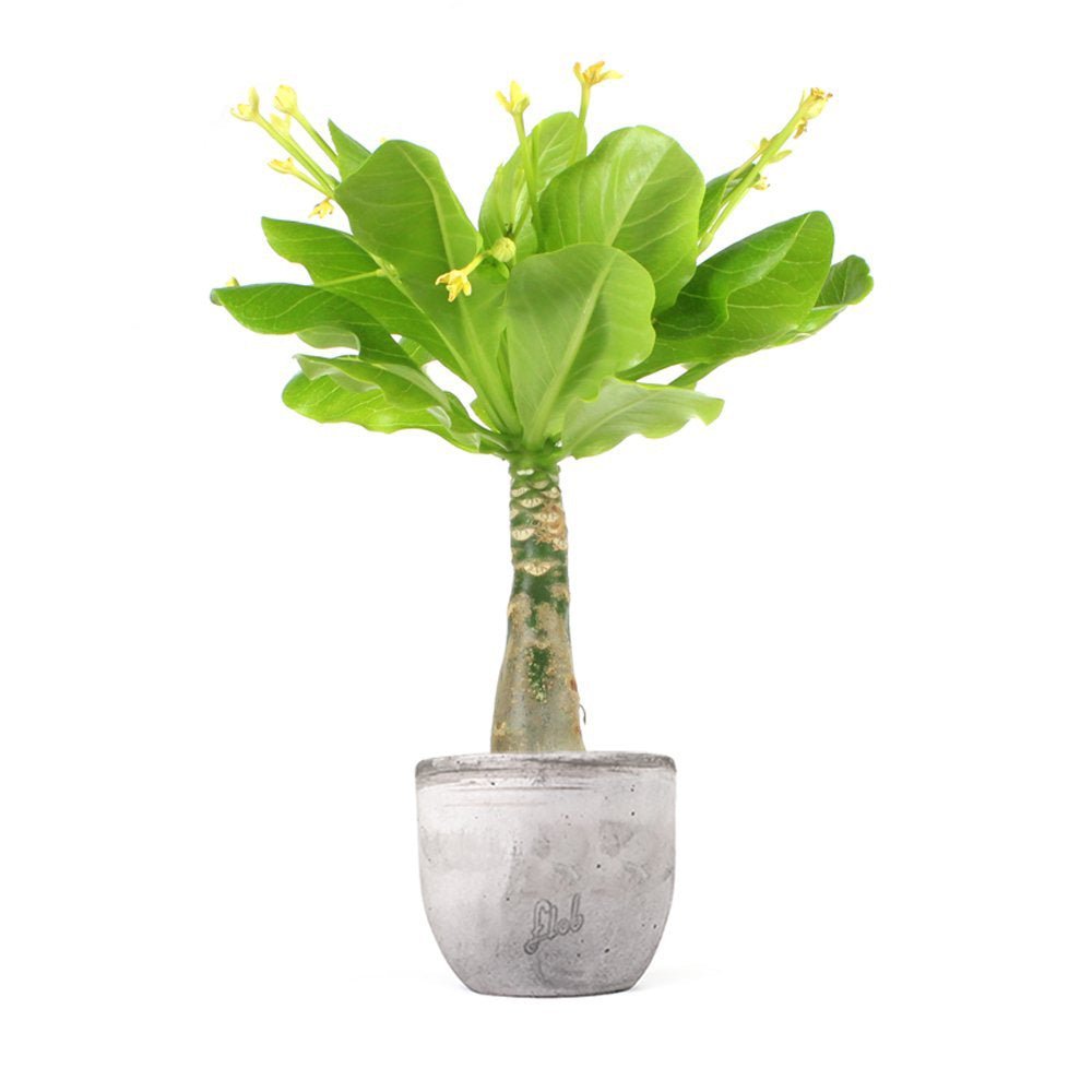 Palmier Hawaiian Brighamia Insignis - 40 cm