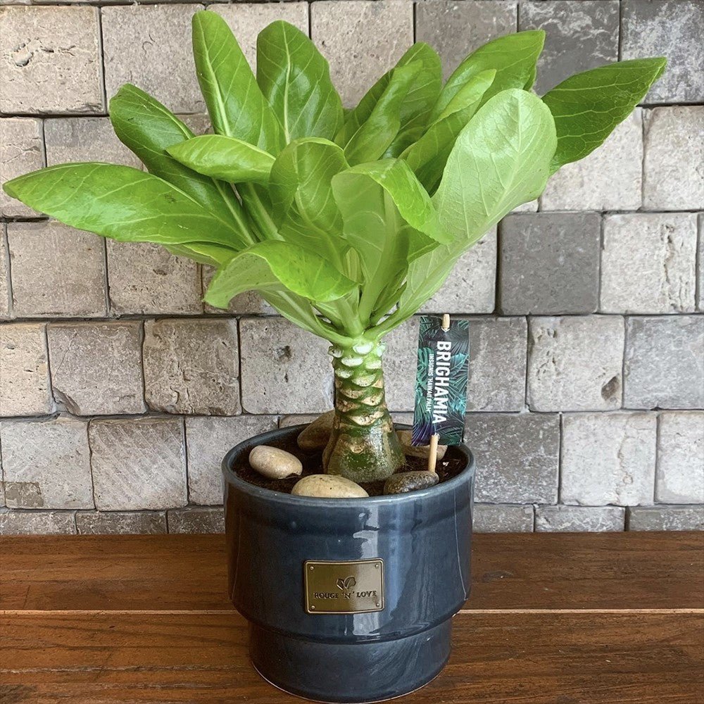 Palmier Hawaiian Brighamia Insignis - 40 cm