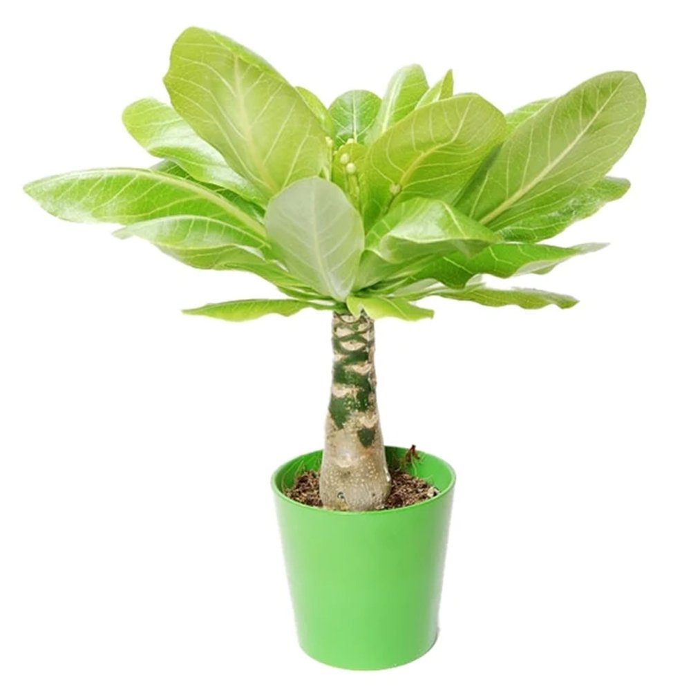 Palmier Hawaiian Brighamia Insignis - 40 cm