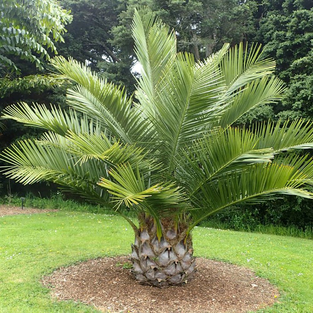Palmier de Vin (Jubaea Chilensis)