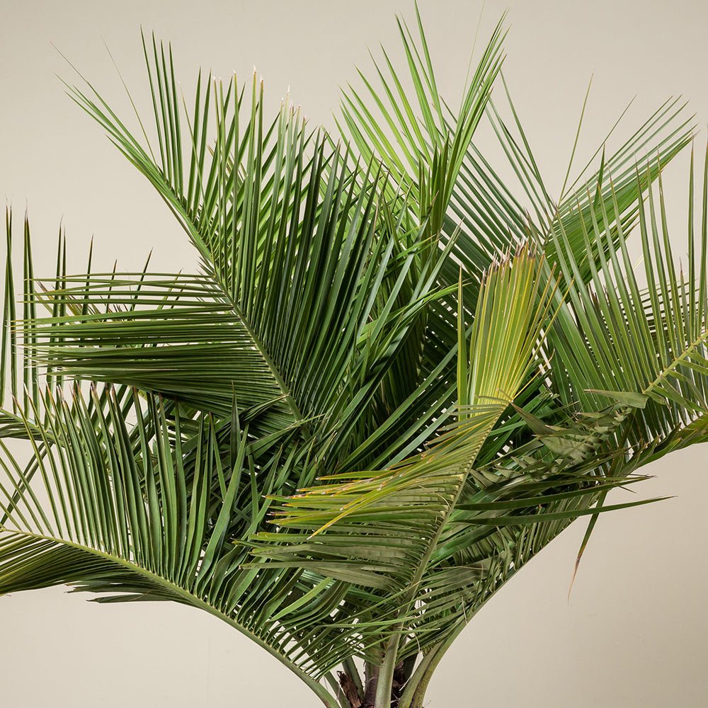 Palmier de Vin (Jubaea Chilensis)