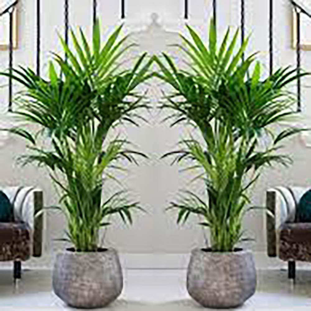 Palmier Kentia (Howea Forsteriana) - 100 cm