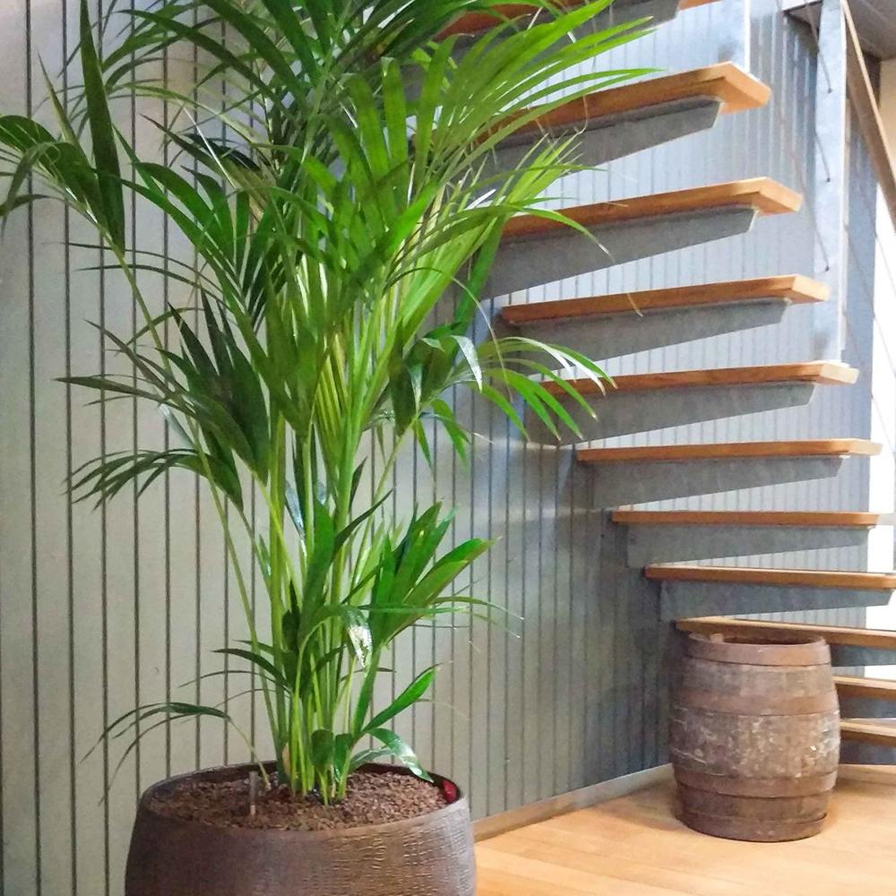 Palmier Kentia (Howea Forsteriana) - 120 cm