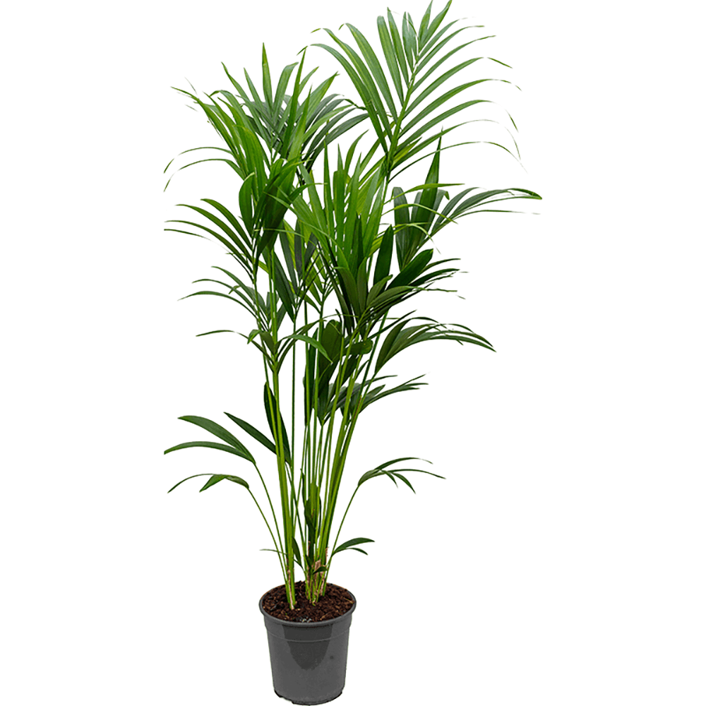 Palmier Kentia (Howea Forsteriana) - 160 cm