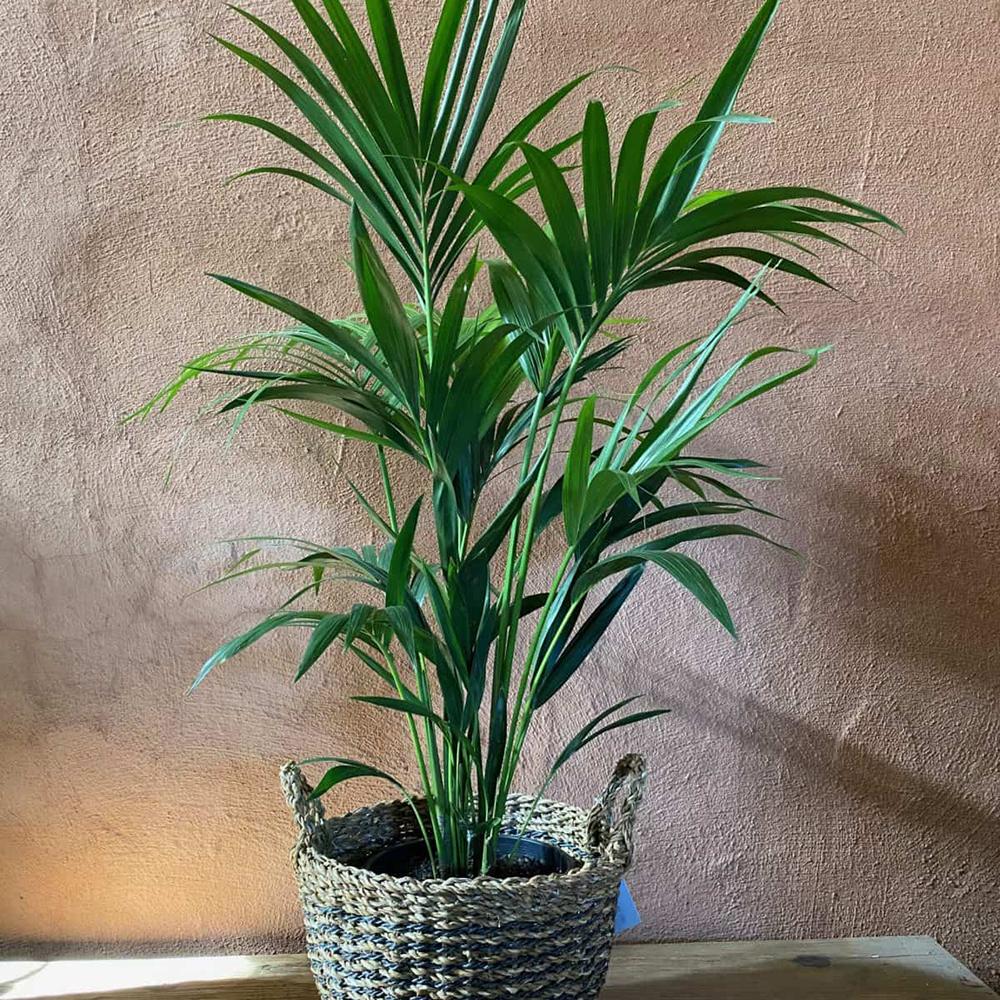 Palmier Kentia (Howea Forsteriana) - 80 cm