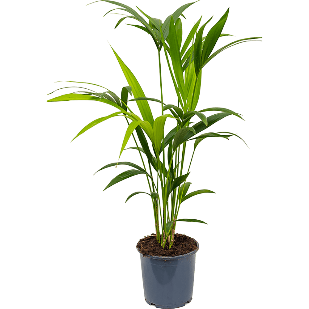 Palmier Kentia (Howea Forsteriana) - 80 cm
