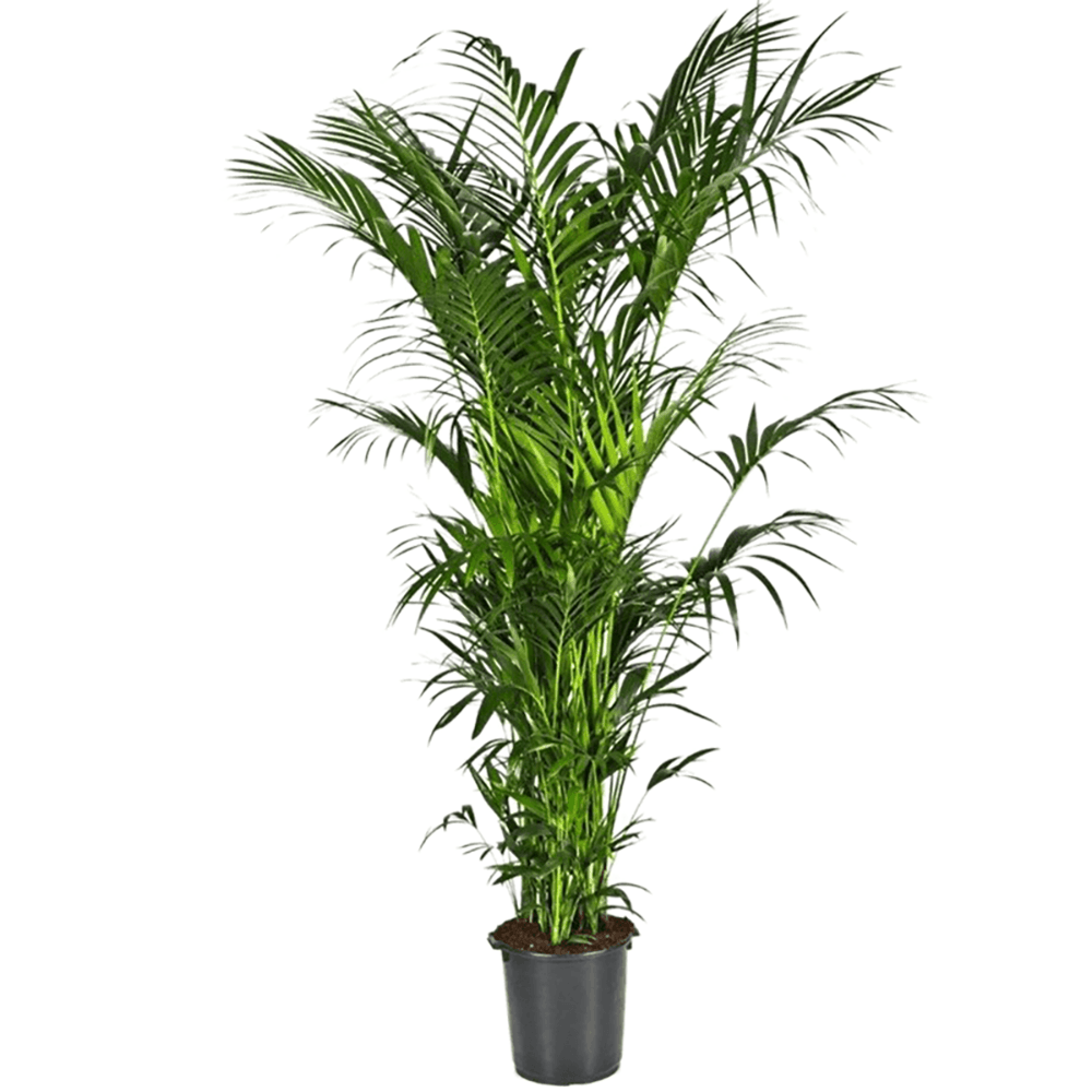 Palmier Kentia (Howea Forsteriana) Extra - 300 cm