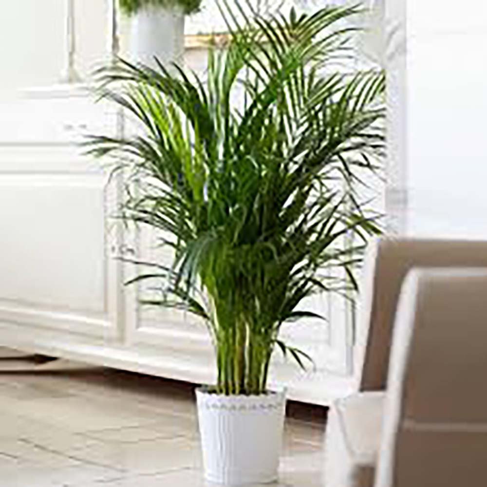 Palmier Kentia (Howea Forsteriana) Extra - 300 cm