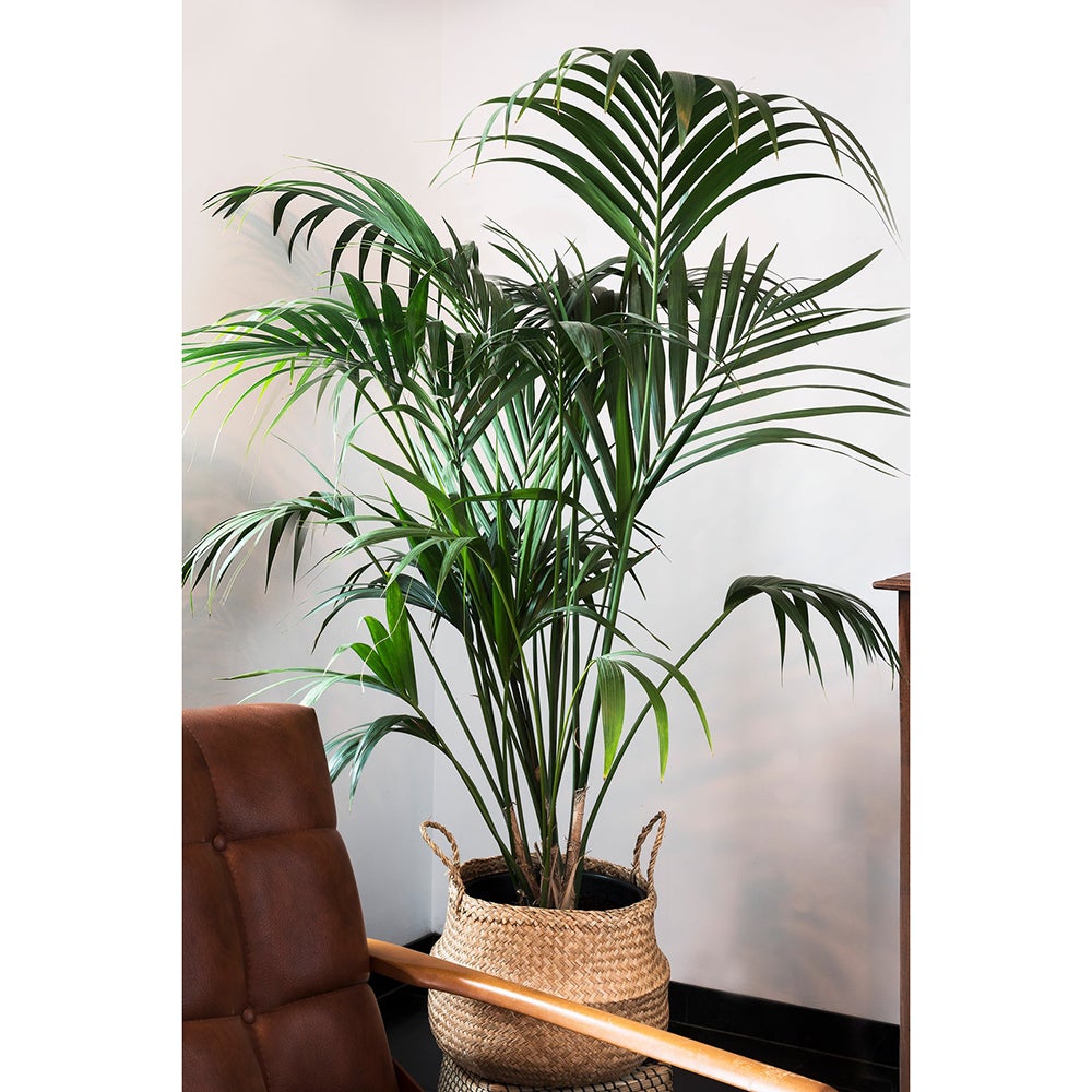 Palmier Kentia (Howea Forsteriana) - 140 cm