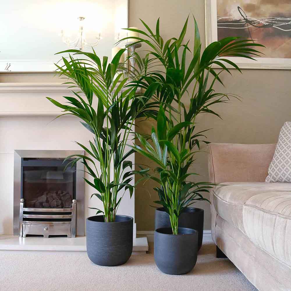 Palmier Kentia (Howea Forsteriana) - 160 cm